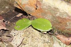 Holothrix parviflora