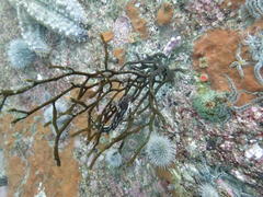 Polyopes constrictus