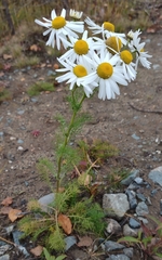 Tripleurospermum hookeri