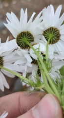 Tripleurospermum hookeri