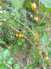 Canthium coromandelicum