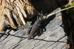 Nocaracris bulgaricus