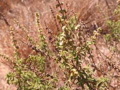 Ocimum americanum