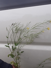 Brassica rapa oleifera