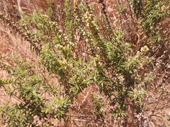 Ocimum americanum