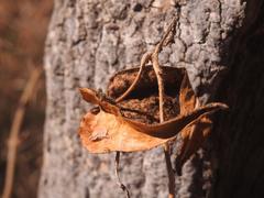 Pergularia daemia daemia