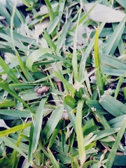 Cacosternum australis