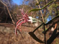 Plicosepalus amplexicaulis