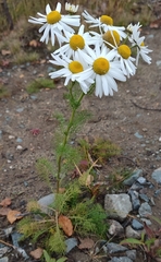 Tripleurospermum hookeri