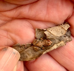 Cacosternum australis