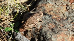 Nocaracris bulgaricus
