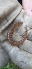Cobitis taenia