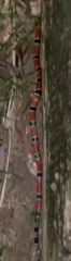 Micrurus corallinus