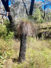 Xanthorrhoea glauca