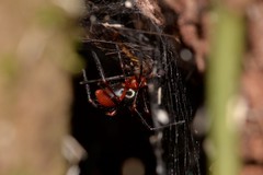 Dimidamus dimidiatus