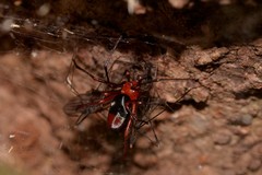 Dimidamus dimidiatus