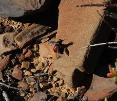 Philoliche melanopyga