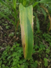 Exserohilum turcicum