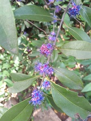 Memecylon umbellatum