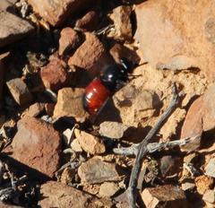 Philoliche melanopyga