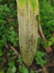 Exserohilum turcicum