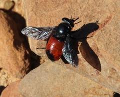 Philoliche melanopyga
