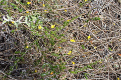 Aspalathus tenuissima