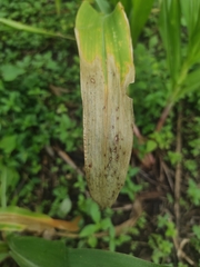 Exserohilum turcicum