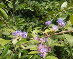 Memecylon umbellatum