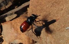 Philoliche melanopyga
