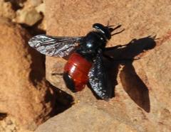 Philoliche melanopyga