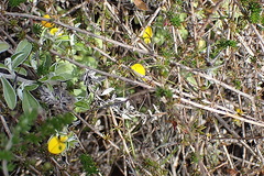 Aspalathus tenuissima