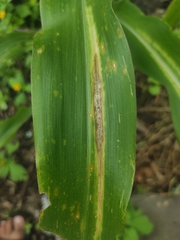 Exserohilum turcicum