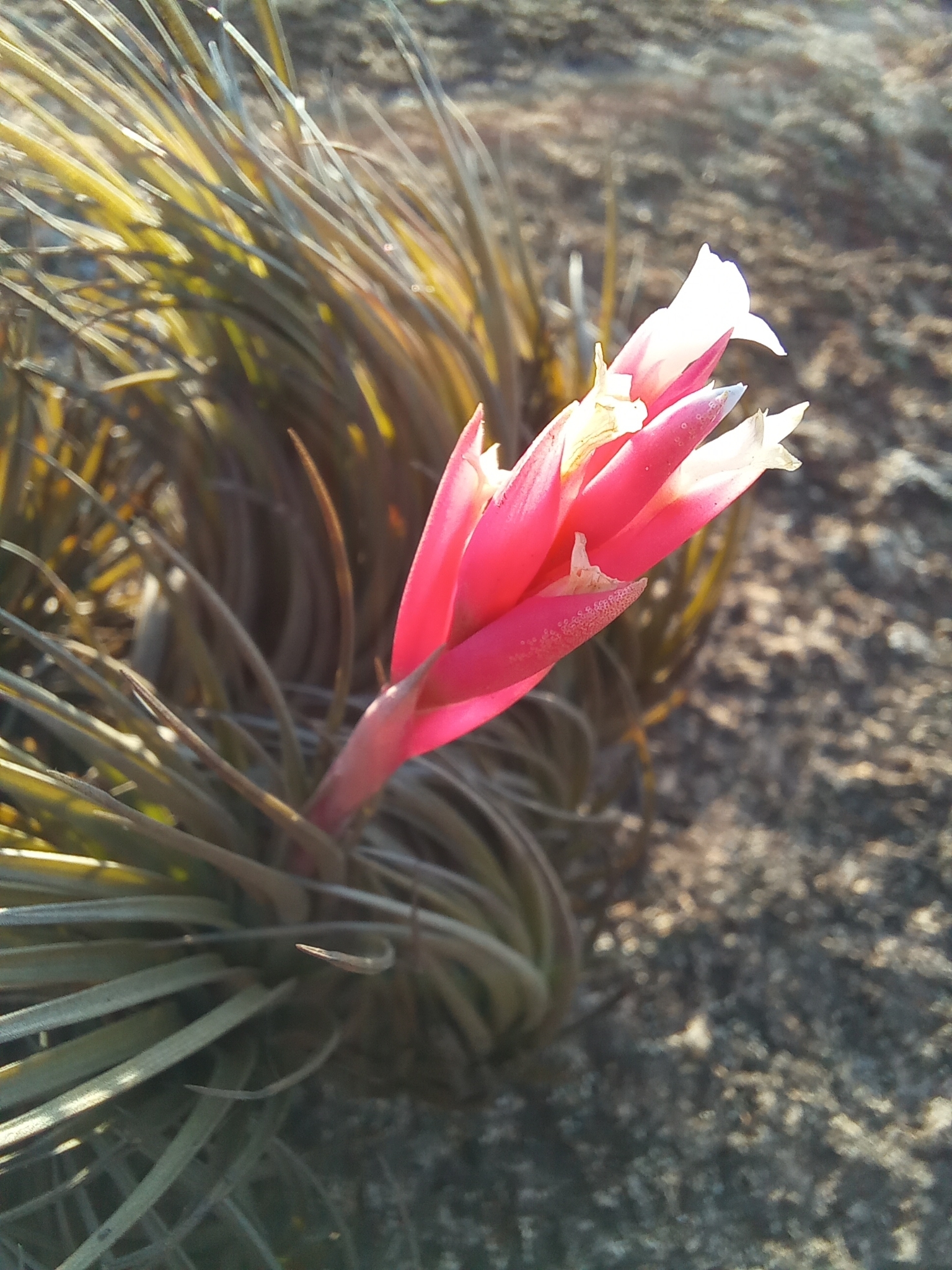 Tillandsia tenuifolia