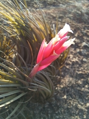 Tillandsia tenuifolia