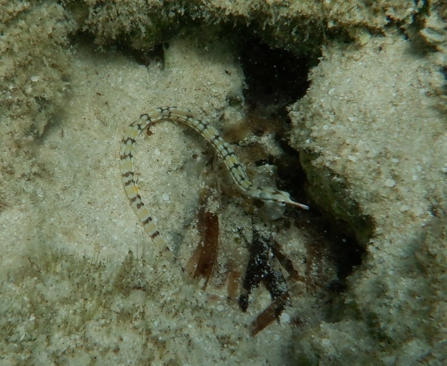 Banded Pipefish