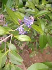 Memecylon umbellatum