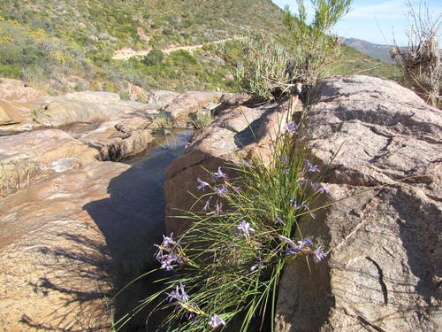 Soft Spikeleaf Bobbejaantjie (Babiana rivulicola)
