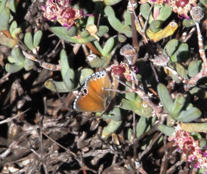 Wykeham's Silver-spotted Copper