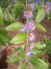 Memecylon umbellatum