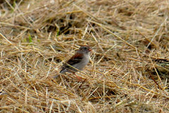 Spizella pusilla