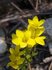 Sebaea grisebachiana