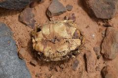 Chersobius signatus