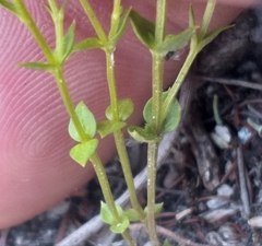 Sebaea grisebachiana