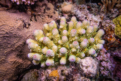 Acropora humilis