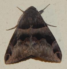 Dysgonia angularis