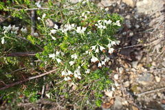 Erica intermedia intermedia