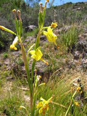 Moraea pendula
