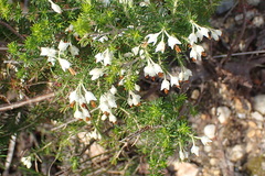 Erica intermedia intermedia