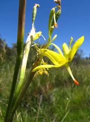 Moraea pendula